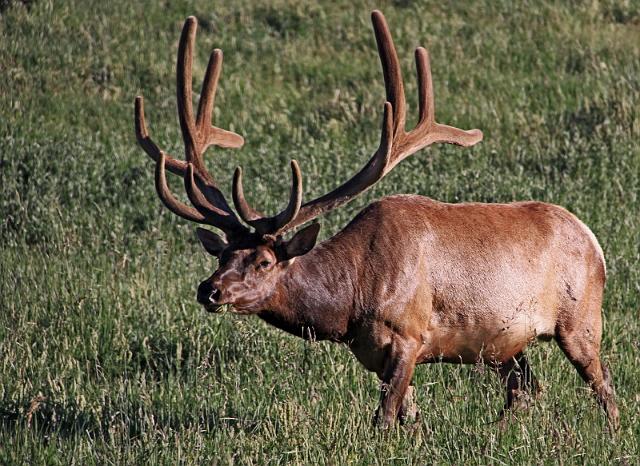 098 wapiti hert.jpg